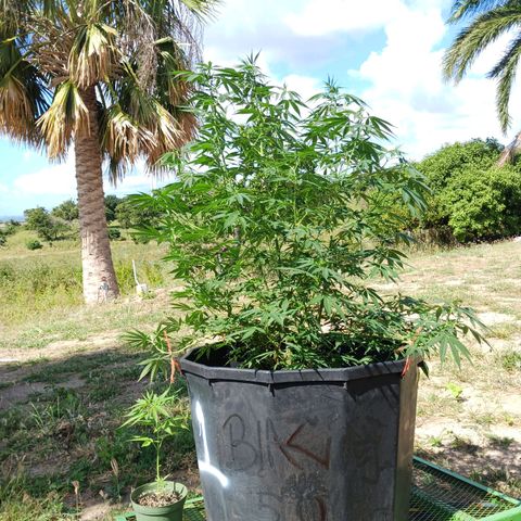 Blazing Dragon growlog timeline photo