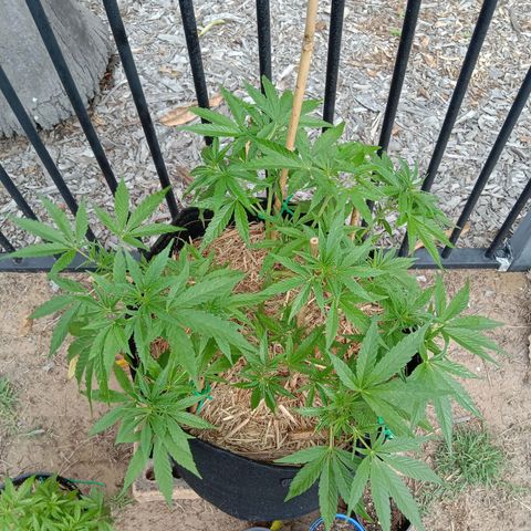 Doorman Lights #2 growlog timeline photo