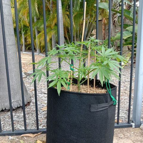 Doorman Lights #2 growlog timeline photo