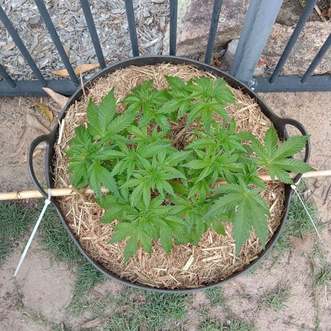 Doorman Lights #3 growlog timeline photo