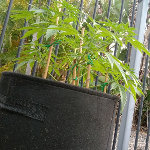 Doorman Lights #2 growlog photo: Progress.