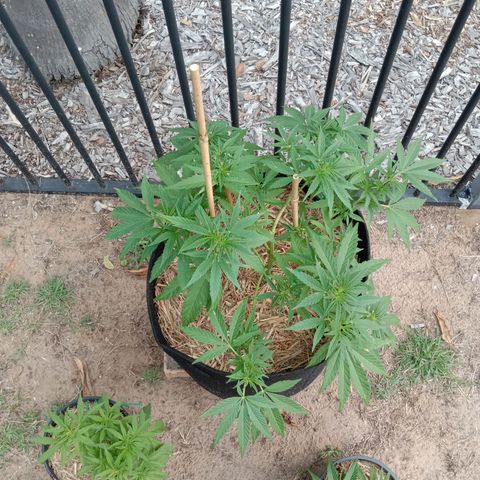 Doorman Lights #2 growlog photo: Progress.