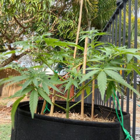 Doorman Lights #2 growlog photo: Progress.