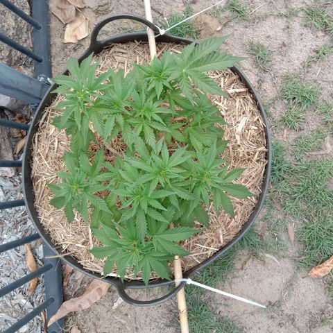 Doorman Lights #3 growlog photo: Progress