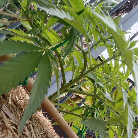 Doorman Lights #3 growlog photo: Progress