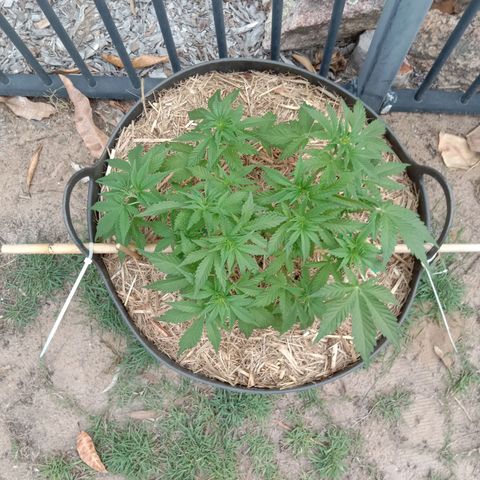 Doorman Lights #3 growlog photo: Progress