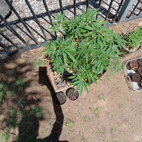 Doorman Lights #2 growlog photo: Lst removed untill 26th. Replace with cage.