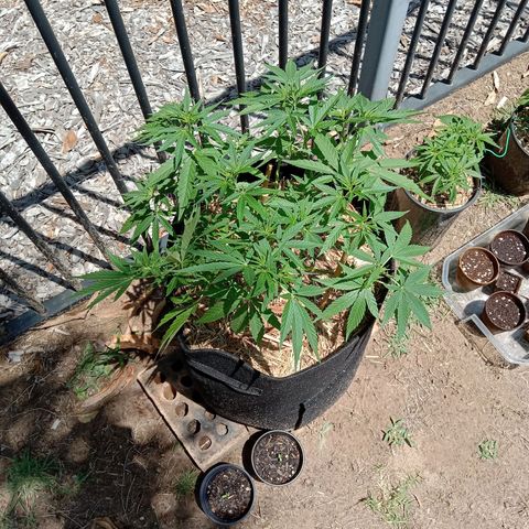 Doorman Lights #2 growlog photo: Lst removed untill 26th. Replace with cage.
