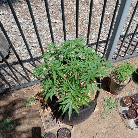 Doorman Lights #2 growlog photo: Lst removed untill 26th. Replace with cage.
