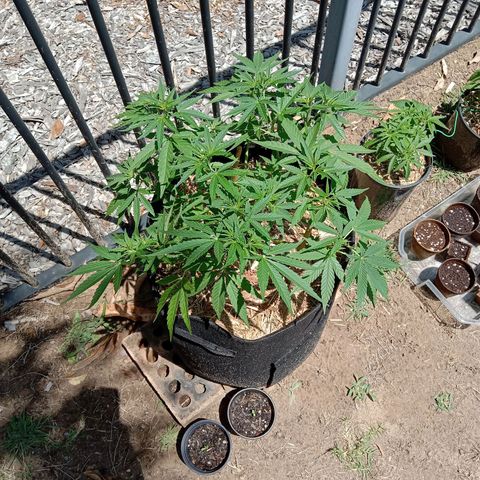 Doorman Lights #2 growlog photo: Lst removed untill 26th. Replace with cage.