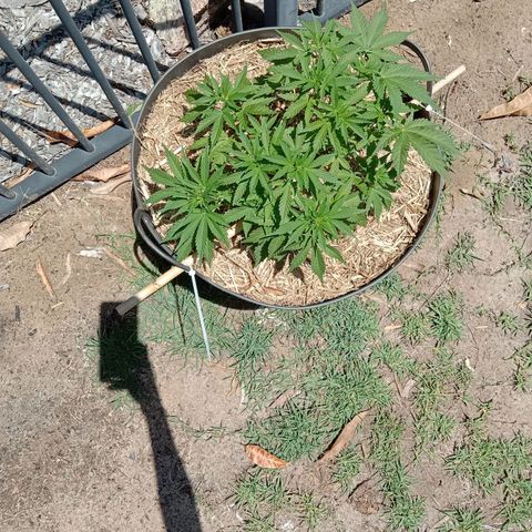 Doorman Lights #3 growlog timeline photo