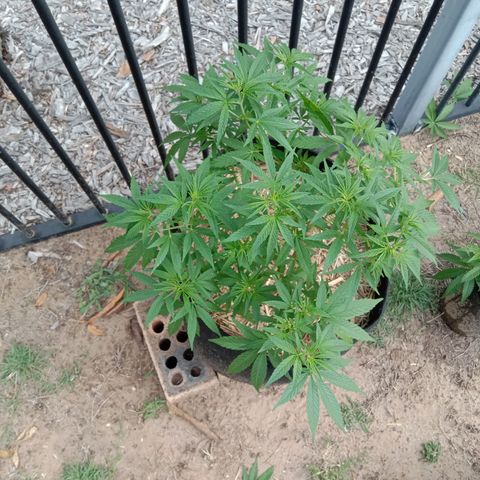 Doorman Lights #2 growlog photo: Progress