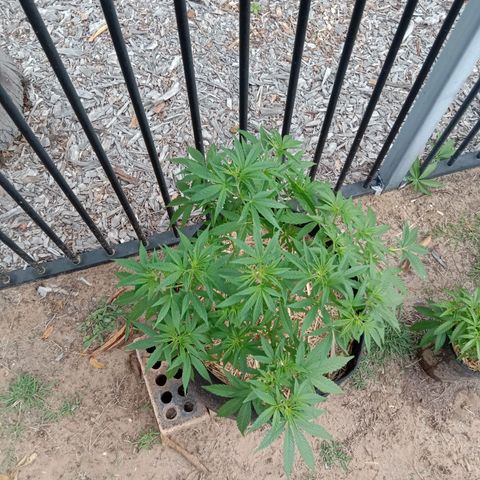 Doorman Lights #2 growlog photo: Progress