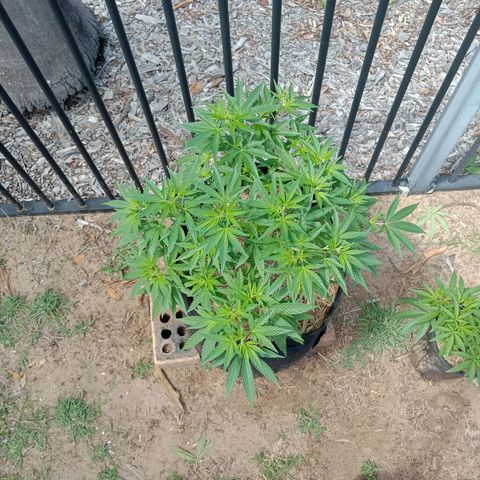 Doorman Lights #2 growlog photo: Progress