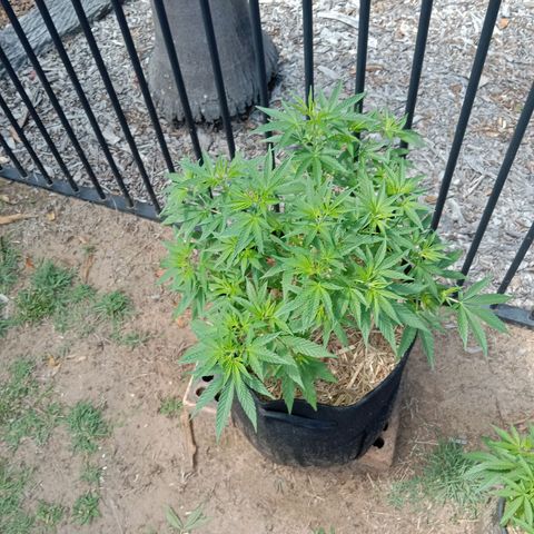 Doorman Lights #2 growlog photo: Progress