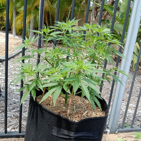 Doorman Lights #2 growlog photo: Progress