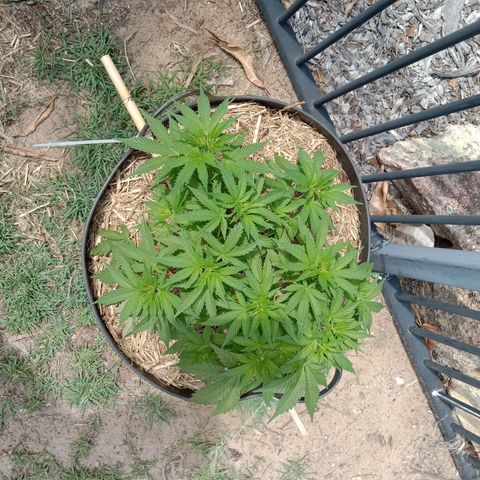 Doorman Lights #3 growlog photo: Progress
