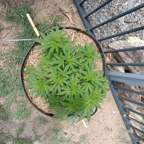 Doorman Lights #3 growlog photo: Progress