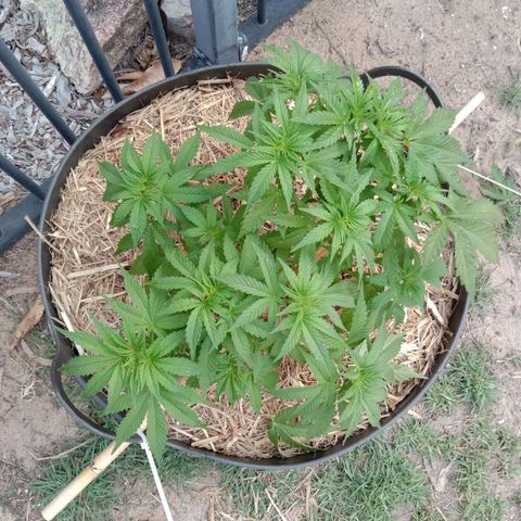Doorman Lights #3 growlog photo: Progress.