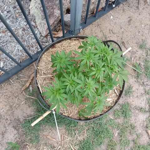 Doorman Lights #3 growlog photo: Progress.
