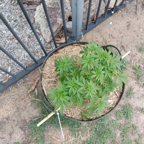 Doorman Lights #3 growlog photo: Progress.