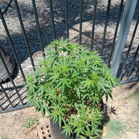 Doorman Lights #2 growlog photo: Progress