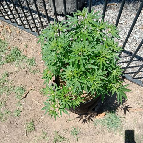 Doorman Lights #2 growlog photo: Progress
