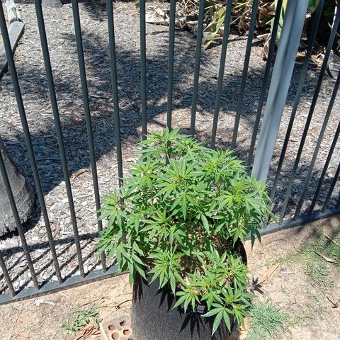 Doorman Lights #2 growlog photo: Progress