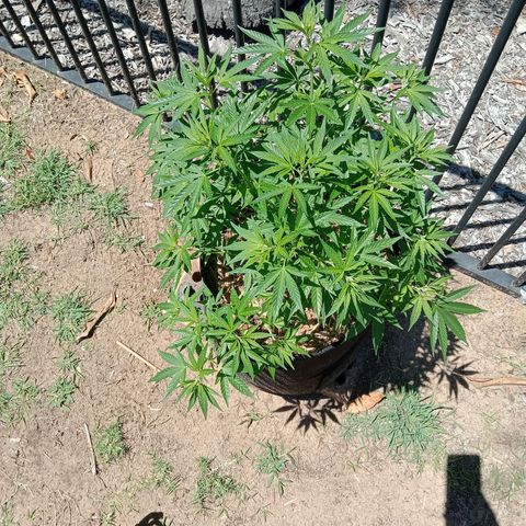 Doorman Lights #2 growlog photo: Progress