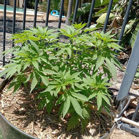 Doorman Lights #3 growlog photo: Progress