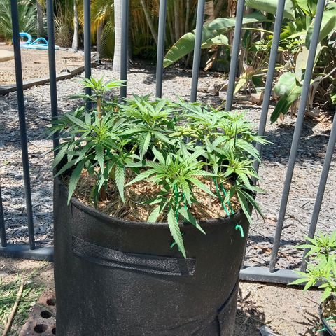 Doorman Lights #3 growlog photo: Progress