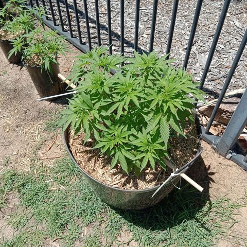 Doorman Lights #3 growlog photo: Progress