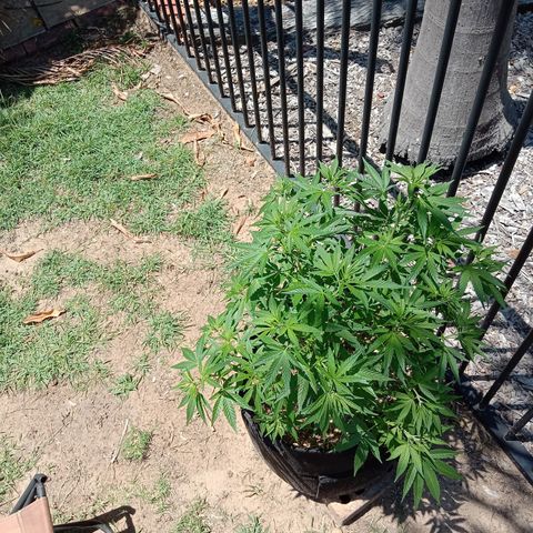 Doorman Lights #2 growlog photo: Progress