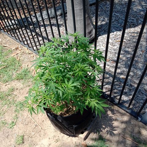 Doorman Lights #2 growlog photo: Progress