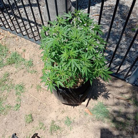 Doorman Lights #2 growlog photo: Progress