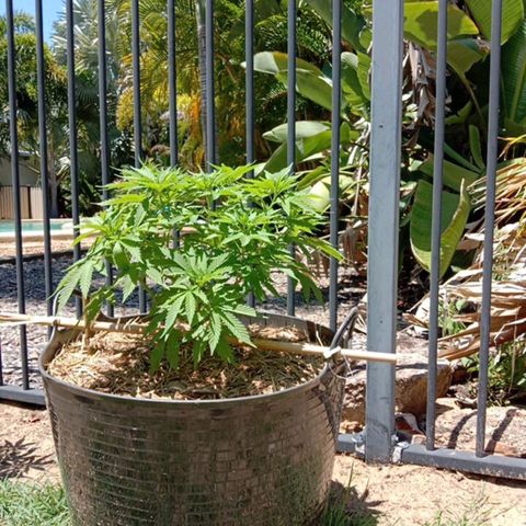 Doorman Lights #3 growlog photo: Progress