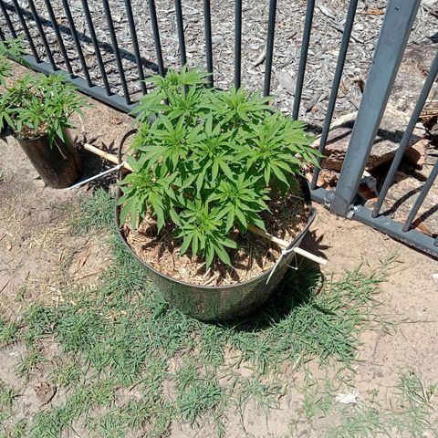 Doorman Lights #3 growlog photo: Progress