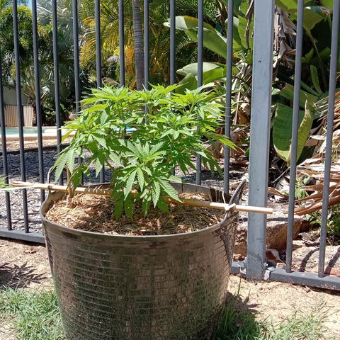 Doorman Lights #3 growlog photo: Progress