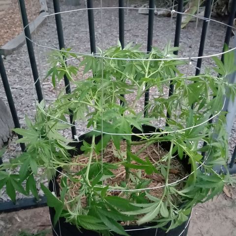 Doorman Lights #2 growlog photo: After Lst(Cage)