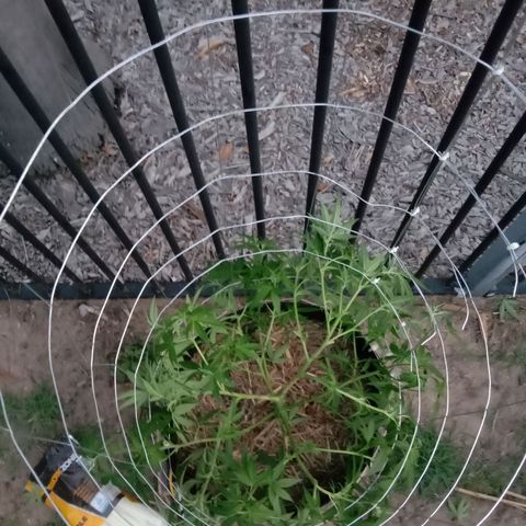 Doorman Lights #2 growlog photo: After Lst(Cage)
