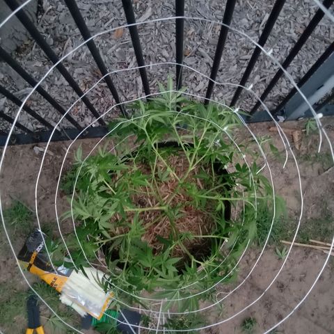Doorman Lights #2 growlog photo: After Lst(Cage)