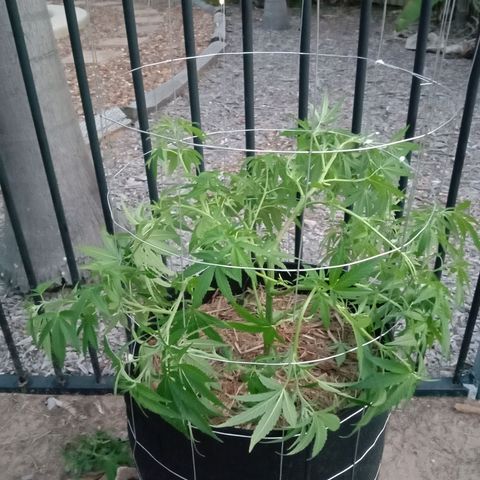 Doorman Lights #2 growlog photo: After Lst(Cage)