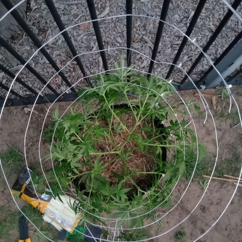 Doorman Lights #2 growlog photo: After Lst(Cage)