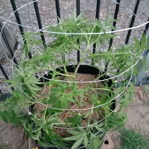 Doorman Lights #2 growlog photo: After Lst(Cage)