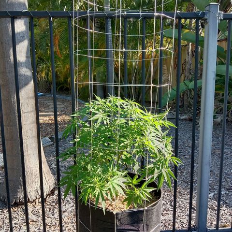 Doorman Lights #2 growlog photo: Before lst. 4 sq up Hight*