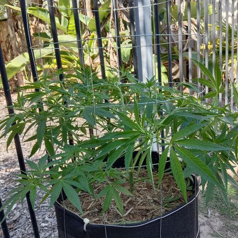 Doorman Lights #2 growlog photo: Progress