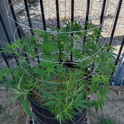 Doorman Lights #2 growlog photo: Progress