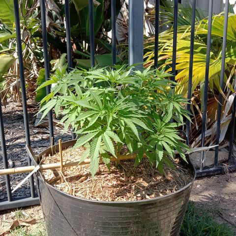 Doorman Lights #3 growlog photo: Progress. Before prune and lst.