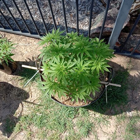 Doorman Lights #3 growlog photo: Progress. Before prune and lst.
