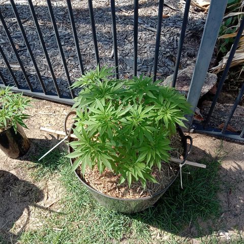 Doorman Lights #3 growlog photo: Progress. Before prune and lst.